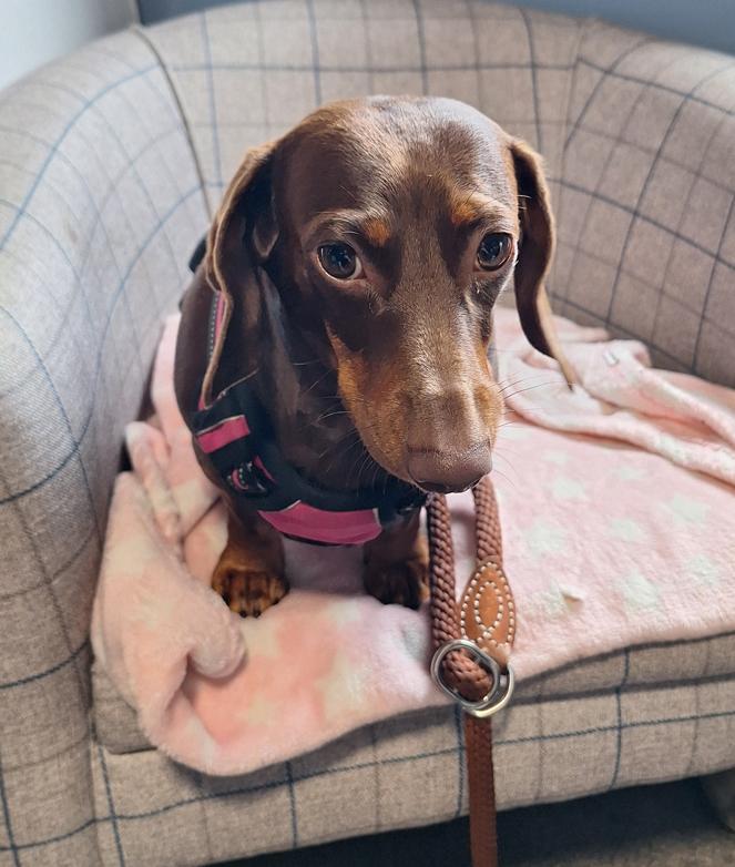 small brown dachshund dog